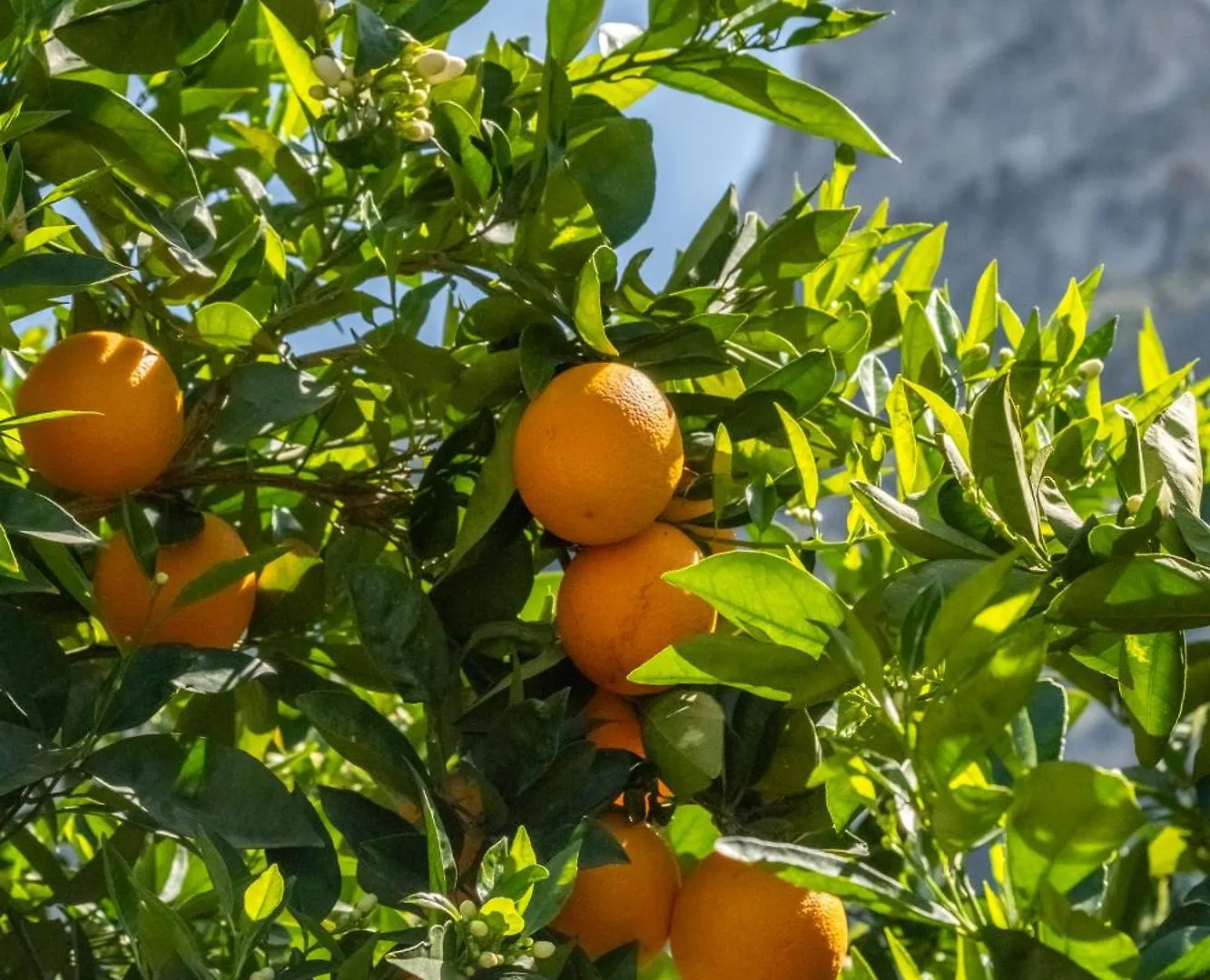 Nyaraló Finca Xesca Sóller